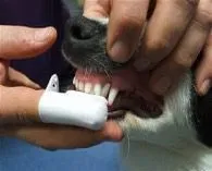 Het gebit van uw hond poetsen met een vingertandenborstel.