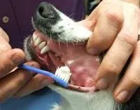 Het gebit van uw hond poetsen met een gewone tandenborstel.